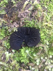 Plectania rhytidia