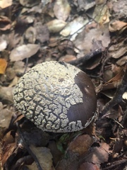 Amanita nothofagi