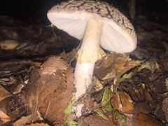 Amanita nothofagi