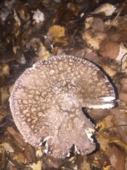 Amanita nothofagi