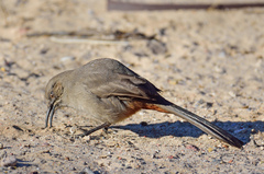 Toxostoma crissale