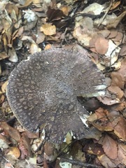 Amanita nothofagi