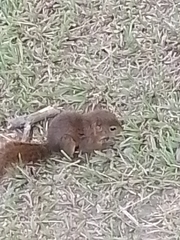 Sciurus granatensis