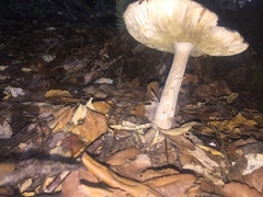 Amanita nothofagi
