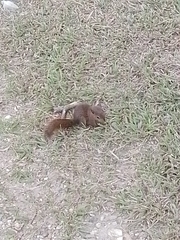 Sciurus granatensis