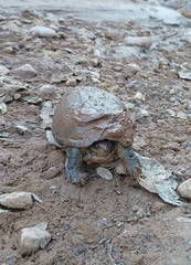 Kinosternon integrum