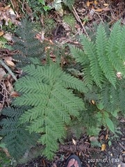 Leptopteris hymenophylloides