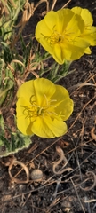 Oenothera odorata