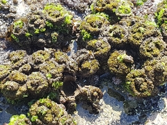 Pyura praeputialis