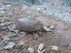 Kinosternon integrum