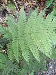 Leptopteris hymenophylloides