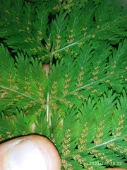 Leptopteris hymenophylloides