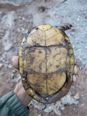 Kinosternon integrum