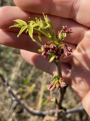 Ungnadia speciosa
