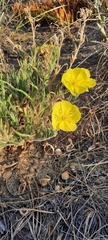 Oenothera odorata