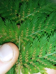 Leptopteris hymenophylloides