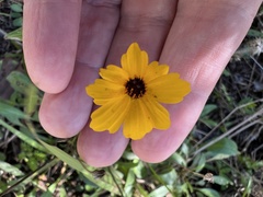 Coreopsis leavenworthii