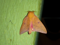Adeloneivaia