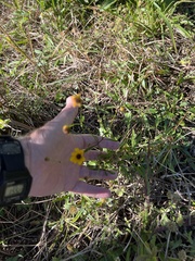 Coreopsis leavenworthii