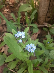 Myosotis