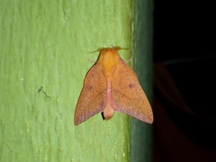 Adeloneivaia