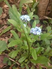 Myosotis