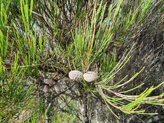 Allocasuarina distyla