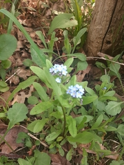 Myosotis