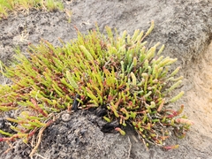 Salicornia blackiana
