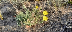 Oenothera odorata