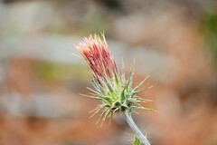 Cirsium ehrenbergii