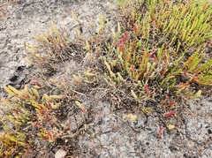 Salicornia blackiana