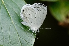 Celastrina neglecta