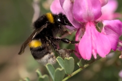 Bombus