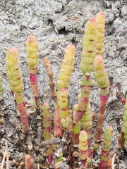 Salicornia blackiana