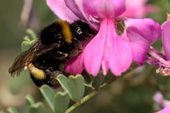Bombus