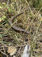 Abronia monticola