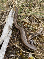 Abronia monticola