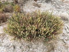 Salicornia blackiana