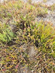 Salicornia blackiana