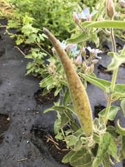 Oxypetalum coeruleum