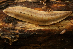 Planaria
