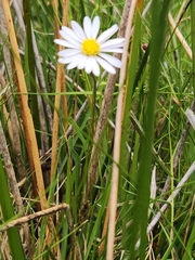 Brachyscome graminea
