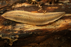Planaria