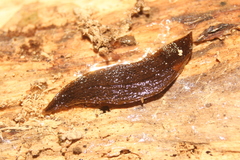 Planaria