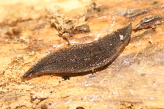 Planaria