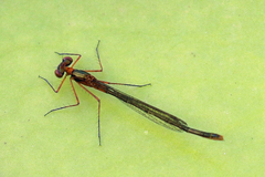Austrocnemis splendida