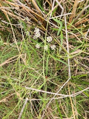 Apium prostratum prostratum