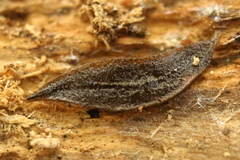 Planaria