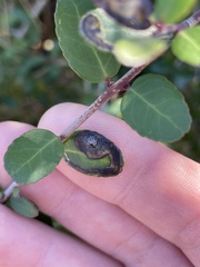 Phytomyza vomitoriae